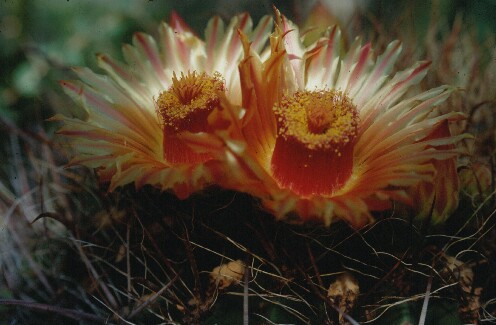 hauga_002.jpg