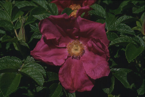 WF_D06.jpg