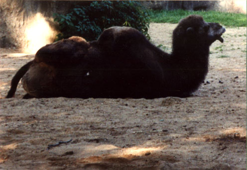 PL_P05.jpg