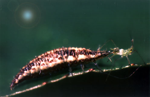 SS_P07.jpg