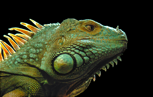 02_Tiere_01.jpg