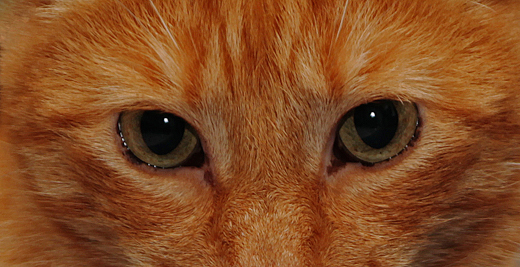 02_Tiere_07.jpg
