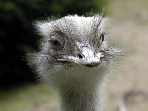 02_Tiere_10.jpg