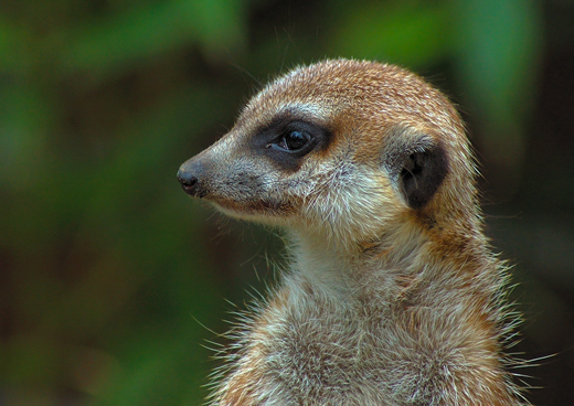02_Tiere_11.jpg