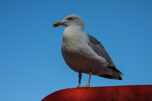 02_Tiere_17.jpg