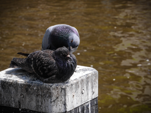 02_Tiere_19.jpg