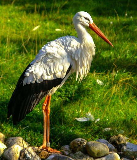 02_Tiere_20.jpg