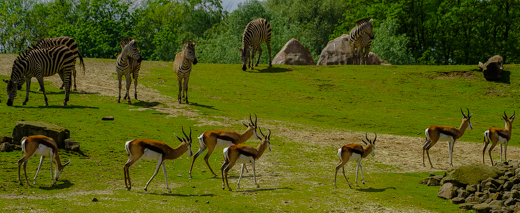 02_Tiere_22.jpg
