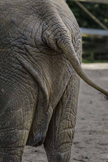 02_Tiere_24.jpg