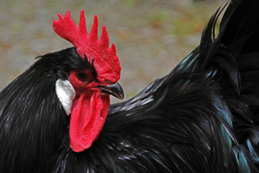 02_Tiere_26.jpg