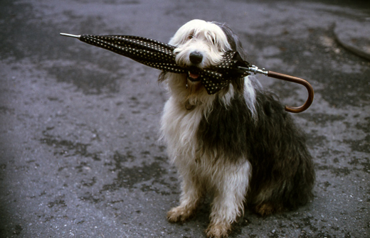 02_Tiere_27.jpg