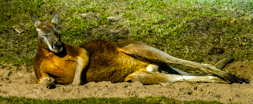 02_Tiere_29.jpg