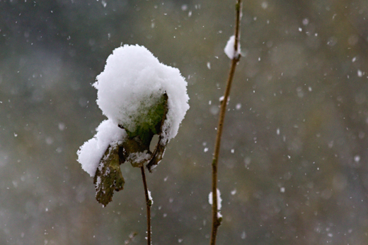 01_Winter_28.jpg