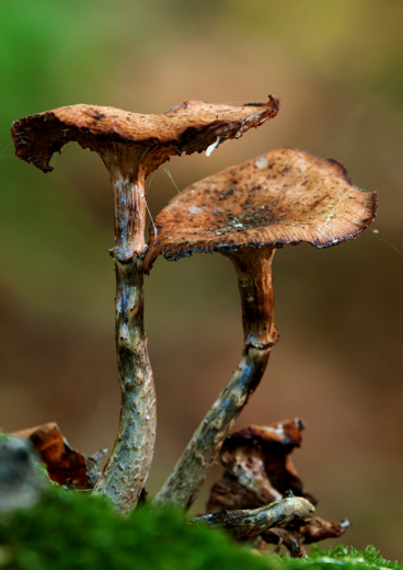 04_Herbst_01.jpg