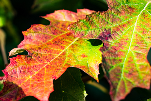 04_Herbst_11.jpg