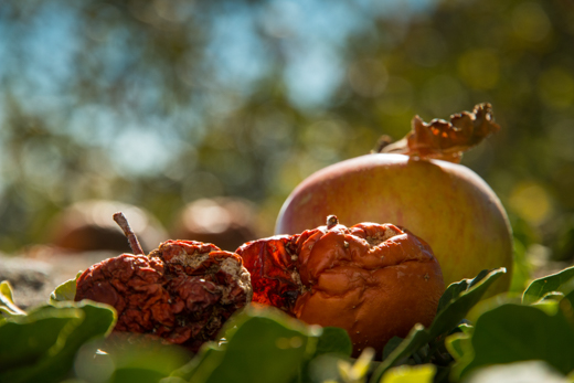 04_Herbst_13.jpg